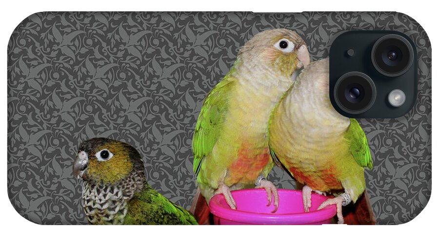 Animal iPhone Case featuring the photograph Baby Conure Trio by Smilin Eyes Treasures