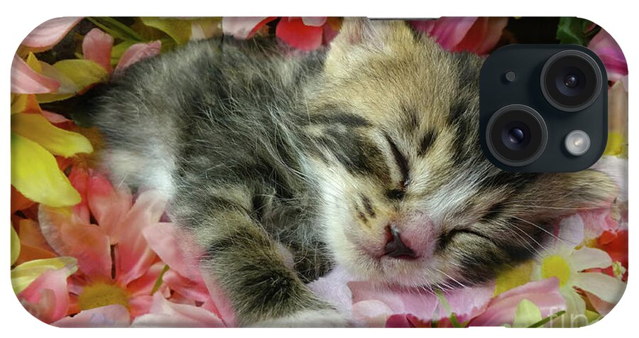 Kitten iPhone Case featuring the photograph Baby by Geraldine DeBoer