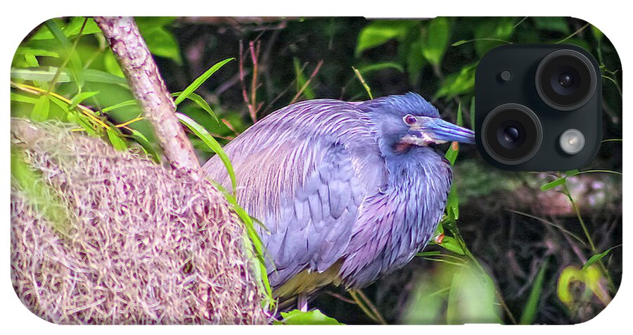 Nature iPhone Case featuring the photograph Baby Great Blue Heron - Ardea Herodias by DB Hayes