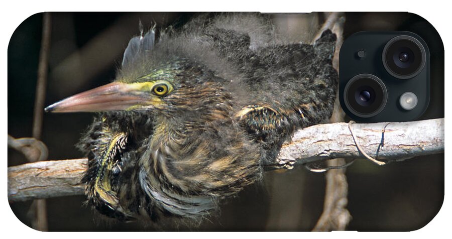 Family Ardeidae iPhone Case featuring the photograph Baby Green Heron resting on a branch by John Harmon