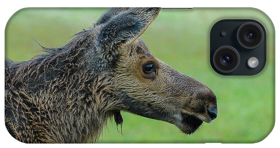 Alaska iPhone Case featuring the photograph Baby Moose with Dew by Joan Wallner