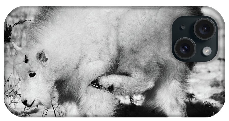 Black White iPhone Case featuring the photograph Baby Mountain Goat by Patricia Montgomery