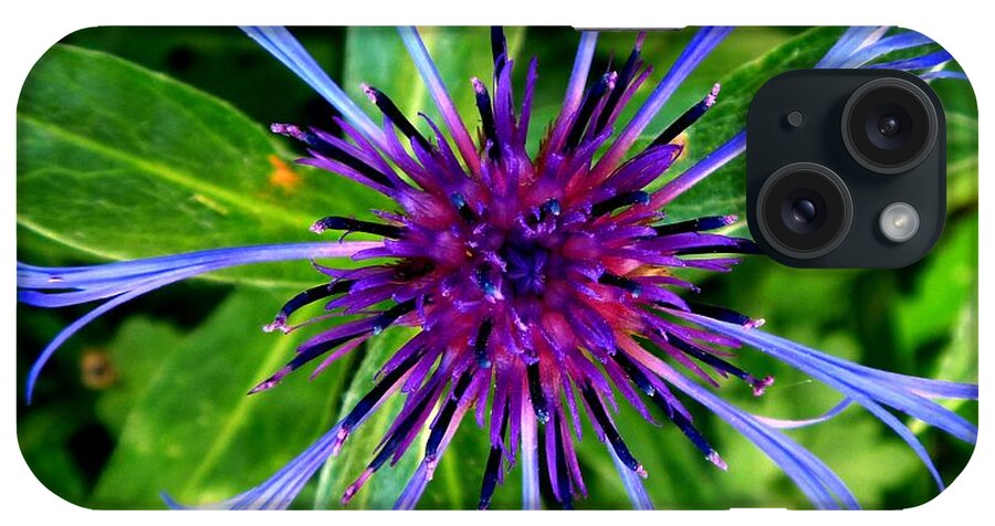 Centaurea Cyanus iPhone Case featuring the photograph Bachelor Button Blossom by William Kuta