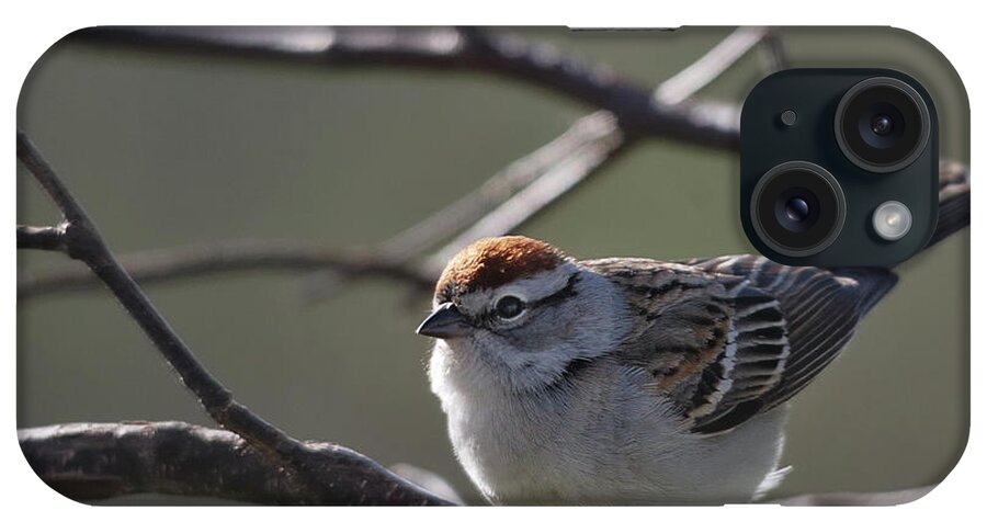 Nature iPhone Case featuring the photograph Backlit Chipping Sparrow by Sue Capuano