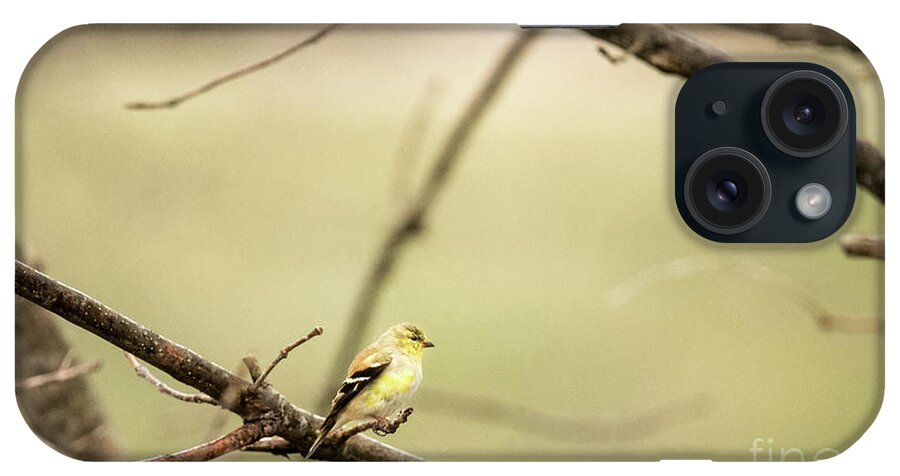 White-eyed Vireo iPhone Case featuring the photograph Backyard Yellow by Ed Taylor