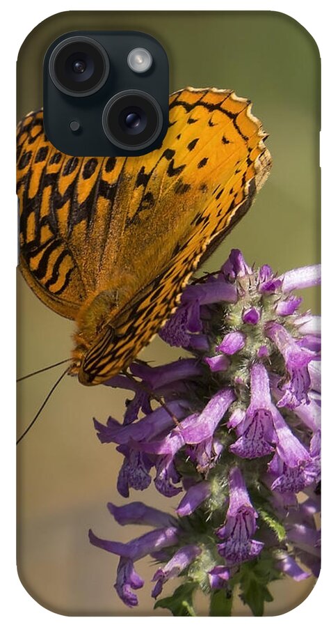 Insects iPhone Case featuring the photograph Balance by Lili Feinstein