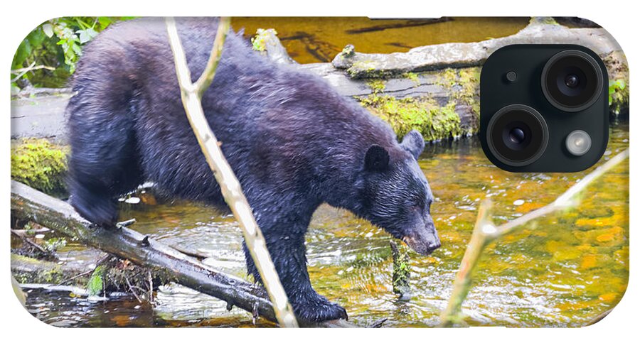 Wildlife. Black Bear iPhone Case featuring the photograph Balancing Act by Harold Piskiel