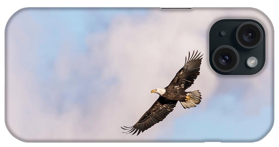 American Bald Eagle iPhone Case featuring the photograph Bald Eagle 2017-5 by Thomas Young