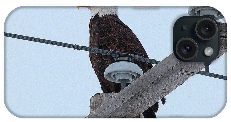  iPhone Case featuring the photograph Bald Eagle by Darcy Dietrich
