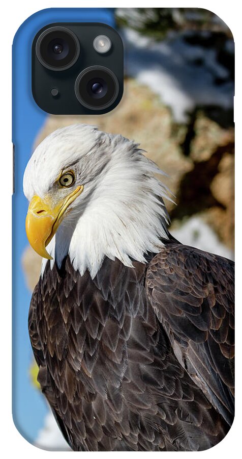 American Freedom Symbol iPhone Case featuring the photograph Bald Eagle Looking Down by Teri Virbickis