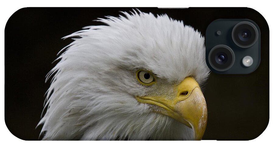 Eagle iPhone Case featuring the photograph Bald eagle looking for food by Heiko Koehrer-Wagner