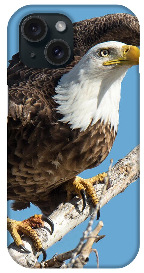 Bald Eagle iPhone Case featuring the photograph Bald Eagle Ready to Launch by Stephen Johnson