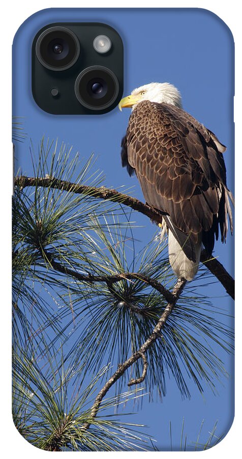 American Bald Eagle iPhone Case featuring the photograph Bald Eagle by Sally Weigand