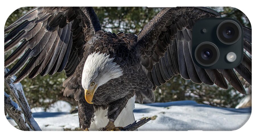 Bald Eagle iPhone Case featuring the photograph Bald Eagle Spread by Dawn Key