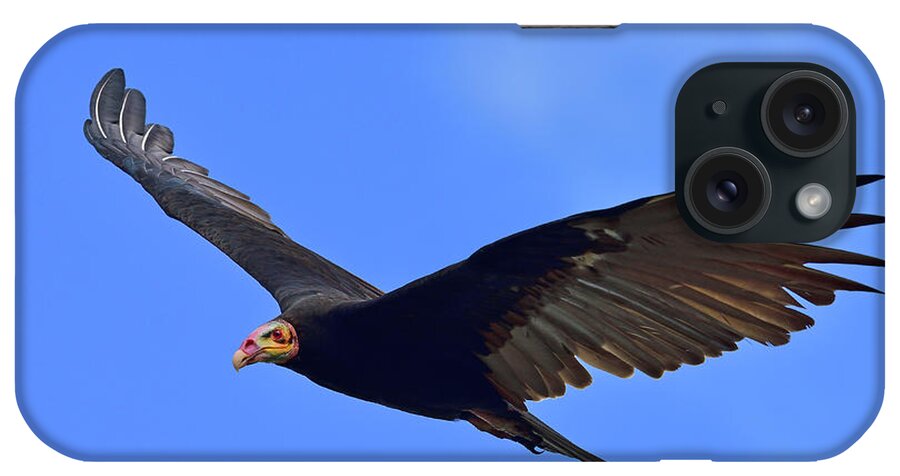 Lesser Yellow-headed Vulture iPhone Case featuring the photograph Bald is Beautiful by Tony Beck