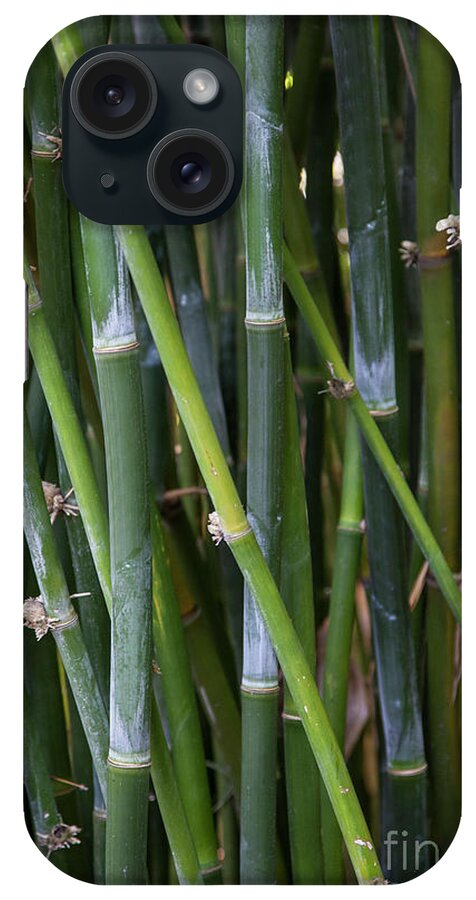 Bamboo iPhone Case featuring the photograph Bamboo Garden by Timothy Johnson