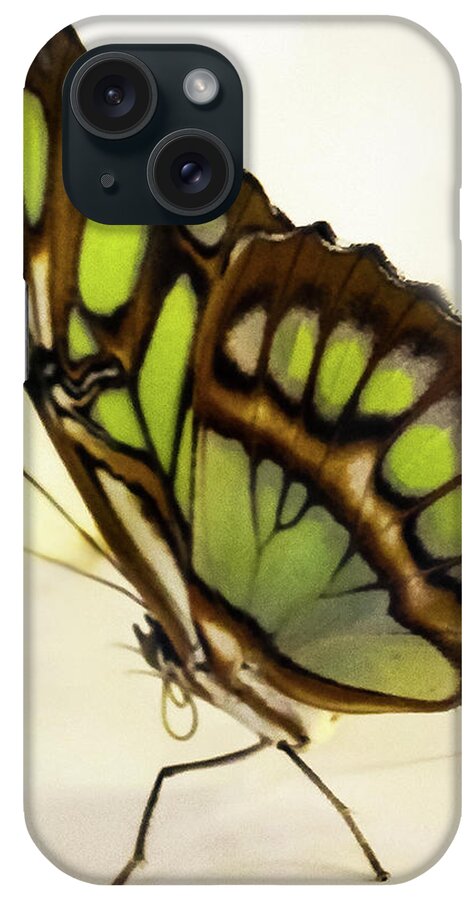 Bamboo Page Butterfly iPhone Case featuring the photograph Bamboo Page Butterfly by Winnie Chrzanowski