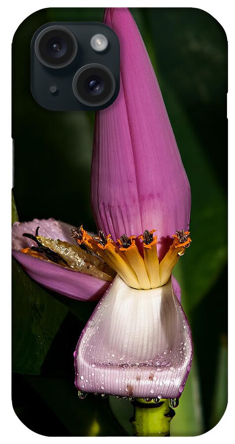 Flower iPhone Case featuring the photograph Banana Blossom by Christopher Holmes
