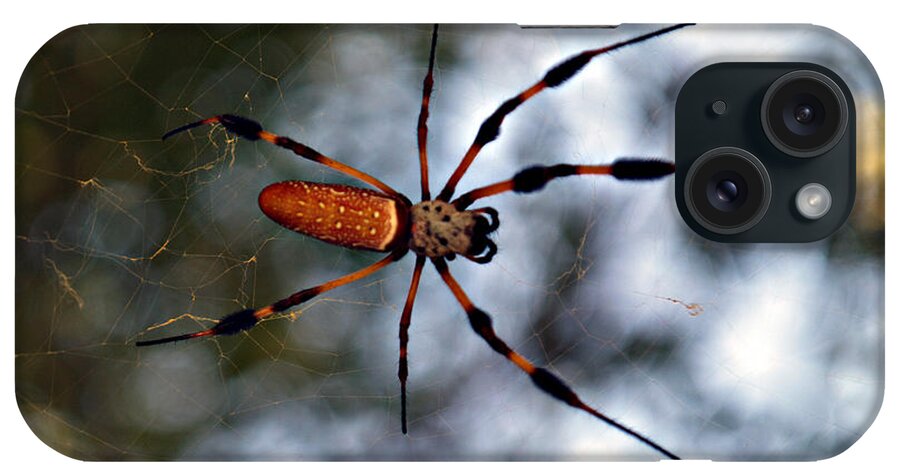 Arachnid iPhone Case featuring the photograph Banana Spider  3 by Bob Johnson