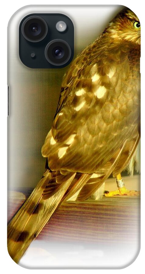 Hawk iPhone Case featuring the photograph Banded Coopers Hawk by Barbara S Nickerson