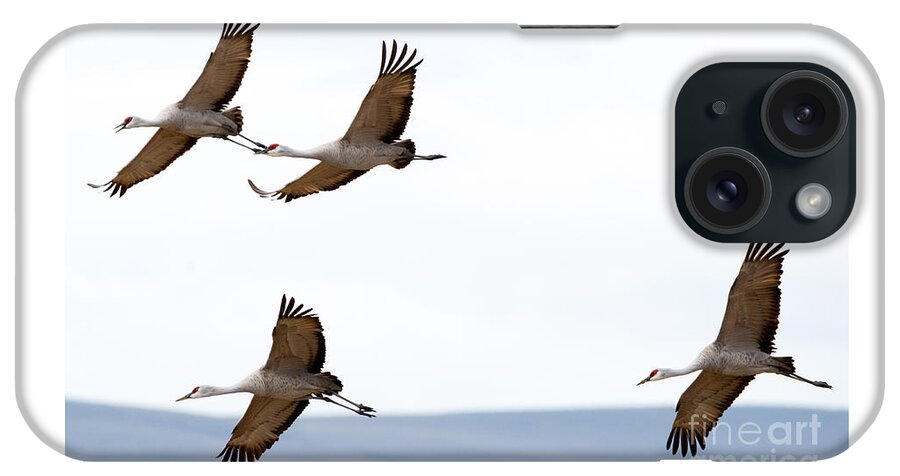 Sandhill Cranes iPhone Case featuring the photograph Bank Right by Michael Dawson