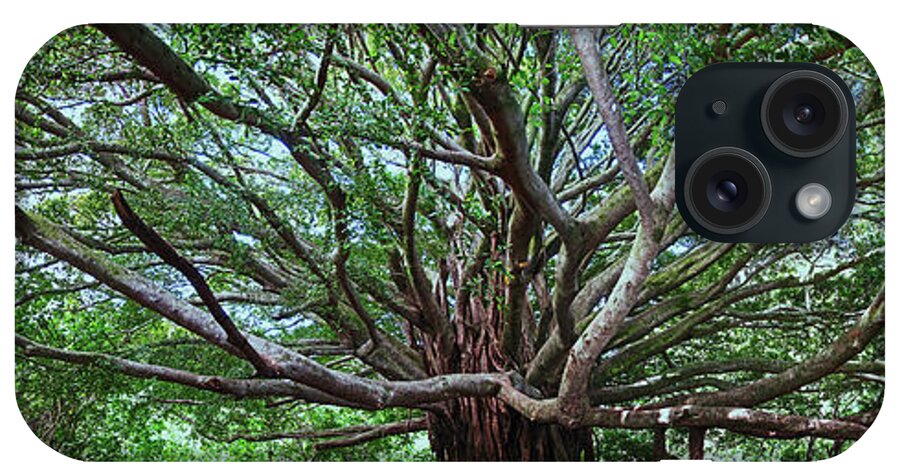 Hana Maui Hawaii Haleakala National Park Banyan Tree iPhone Case featuring the photograph Banyan Tree by James Roemmling