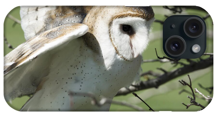 Barn Owl Landing iPhone Case featuring the photograph Barn Owl Landing by Tracy Winter