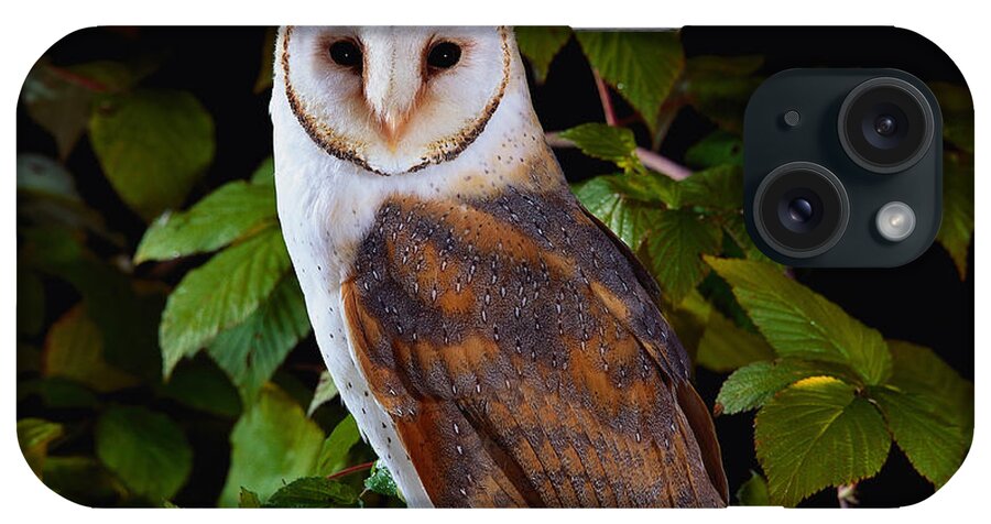 Barn Owl iPhone Case featuring the photograph Barn Owl by Manfred Danegger