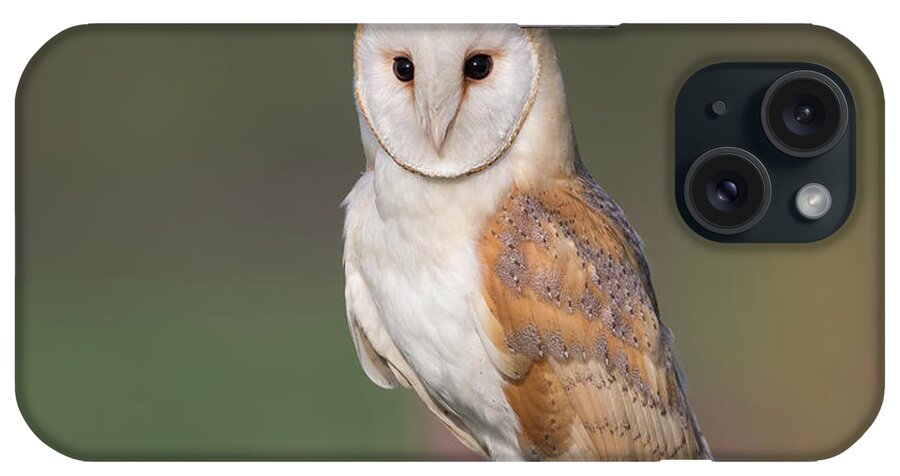 Barn iPhone Case featuring the photograph Barn Owl Perched by Pete Walkden