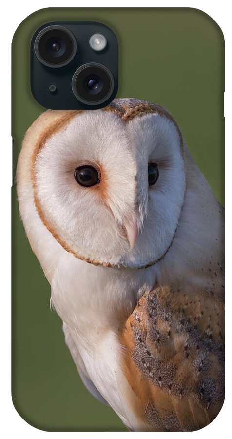 Barn iPhone Case featuring the photograph Barn Owl Portrait by Pete Walkden