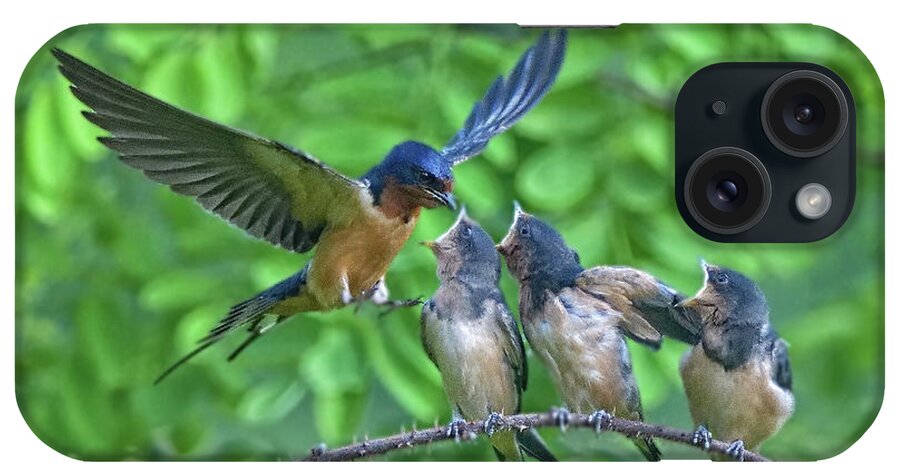 Swallows iPhone Case featuring the photograph Barn Swallow Feeding by William Jobes