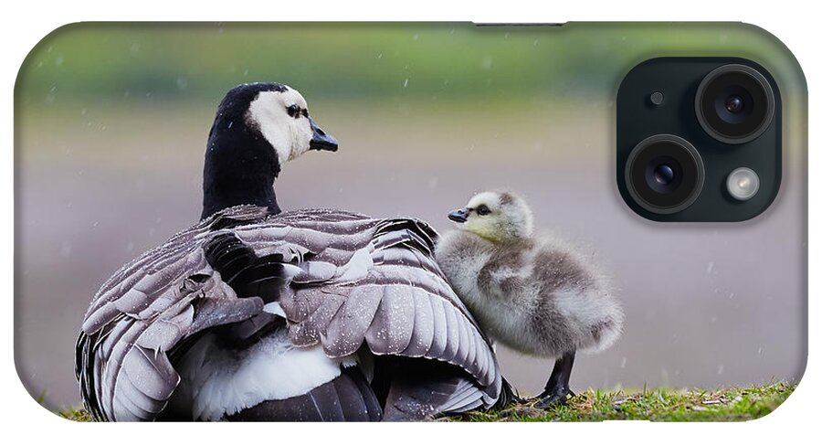Barnacle Goose iPhone Case featuring the photograph Barnacle Goose with chick in the rain by Nick Biemans