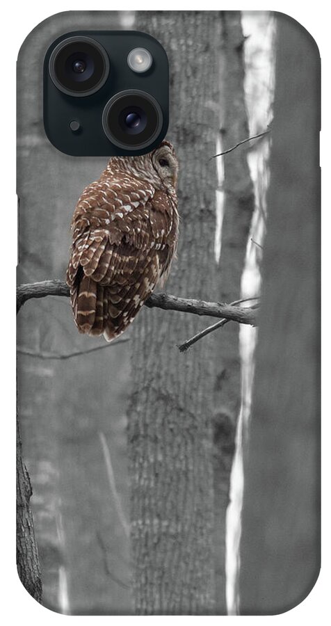 Barred iPhone Case featuring the photograph Barred Owl in Winter Woods #2 by Paul Rebmann
