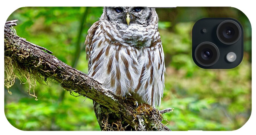 Bird iPhone Case featuring the photograph Barred Owl by Michael Cinnamond