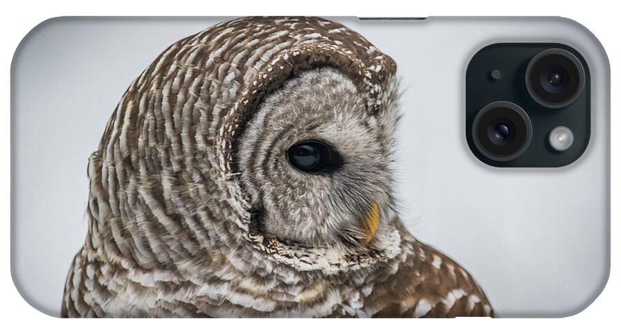 Barred Owl iPhone Case featuring the photograph Barred Owl portrait by Paul Freidlund