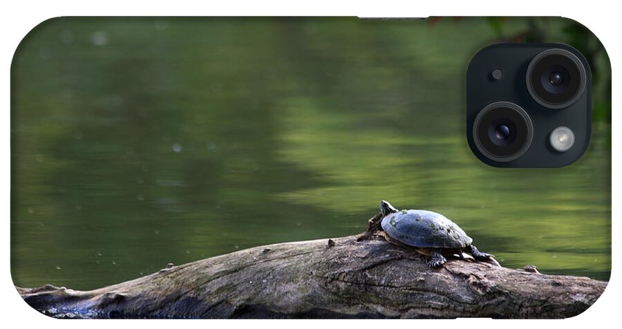 Turtle iPhone Case featuring the photograph Basking Turtle by Lyle Hatch