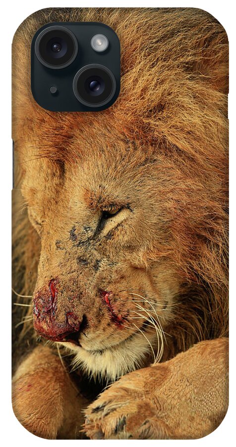 Lion iPhone Case featuring the photograph Battered but not Beaten by Steven Upton
