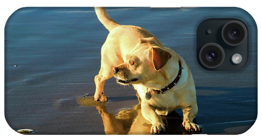 Bonnie Follett iPhone Case featuring the photograph Beach Dog 2 by Bonnie Follett