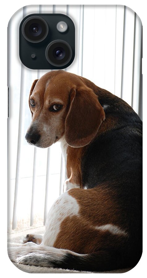 Beagle iPhone Case featuring the photograph Beagle Attitude by Jennifer Ancker