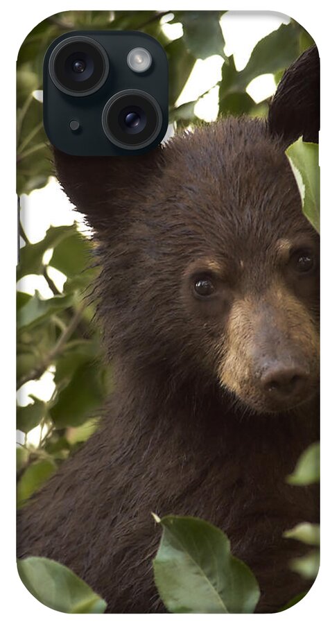 Black Bear iPhone Case featuring the photograph Bear Cub in Apple Tree7 by Loni Collins