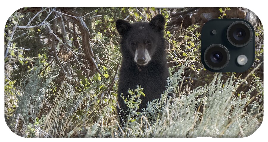 Black Bear iPhone Case featuring the photograph Bear Cub Looking For Mom by Stephen Johnson