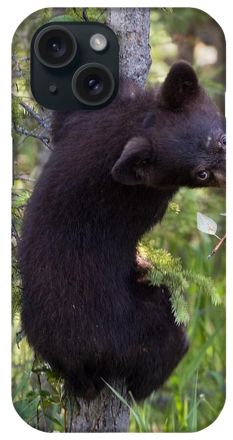 Bear iPhone Case featuring the photograph Bear cub on tree by Jack Nevitt