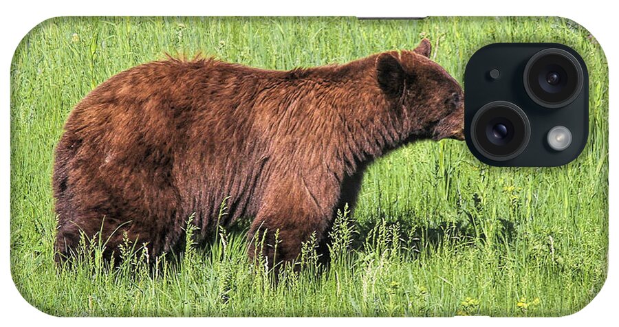 Bear Eating Daisies iPhone Case featuring the photograph Bear Eating Daisies by Jemmy Archer