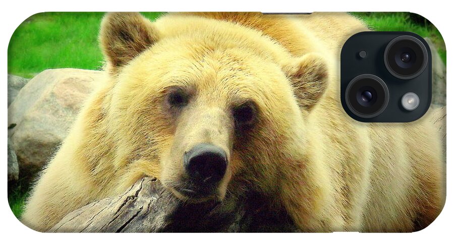 Bear iPhone Case featuring the photograph Bear on a log by John Olson