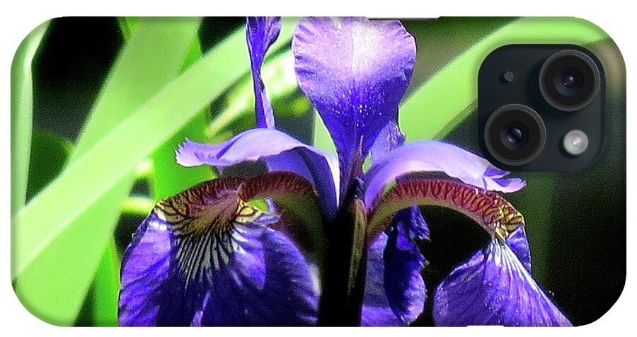 Flowers iPhone Case featuring the photograph Bearded Blue Iris by Linda Stern
