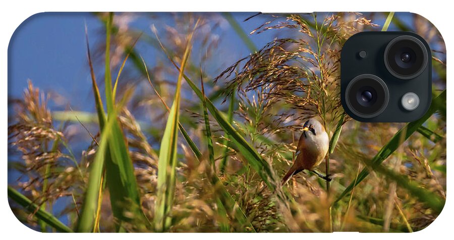 Bird iPhone Case featuring the photograph Bearded reedling, panurus biarmicus, in the reeds by Elenarts - Elena Duvernay photo