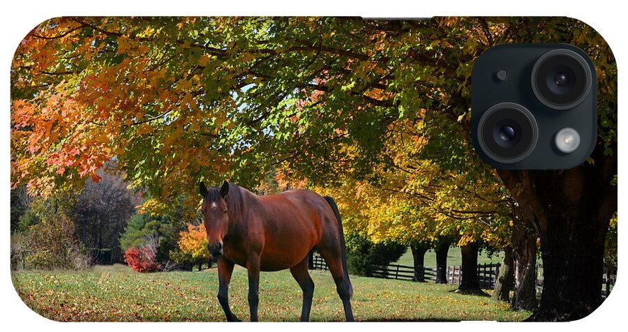 Bay Horse iPhone Case featuring the photograph Beautiful Bay Horse in Fall by Sandi OReilly