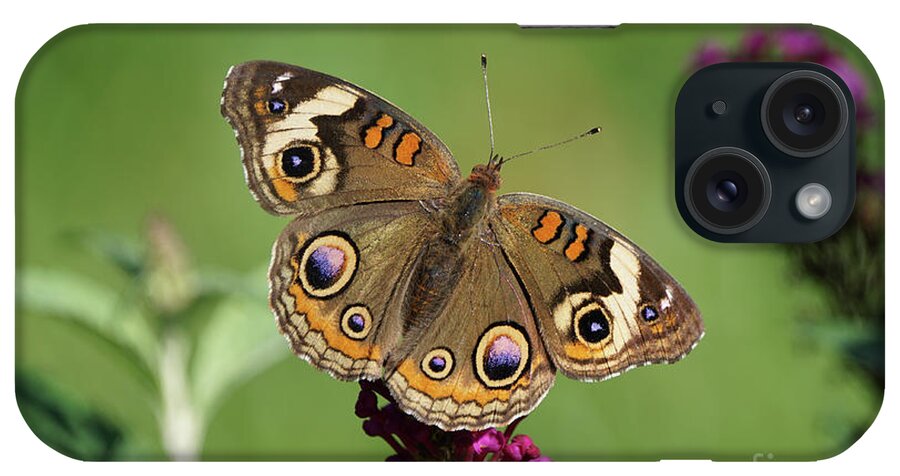 Butterfly iPhone Case featuring the photograph Beautiful Buckeye Butterfly by Robert E Alter Reflections of Infinity