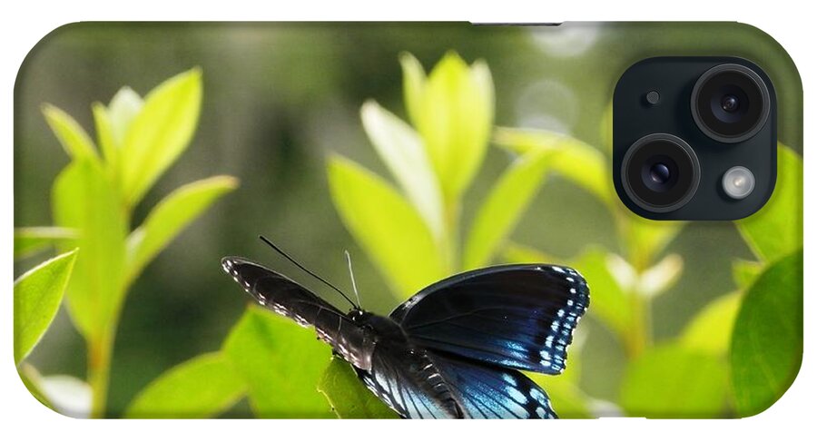 #bright #blues An #amazing Colors Caught #butterfly #entertaining Me On An #azalea Bush iPhone Case featuring the photograph Beautiful ButterFly Morning by Belinda Lee