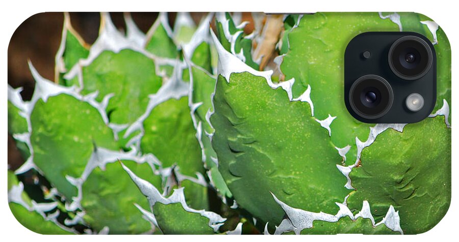 Fine Art iPhone Case featuring the photograph Beautiful Cactus by Donna Greene